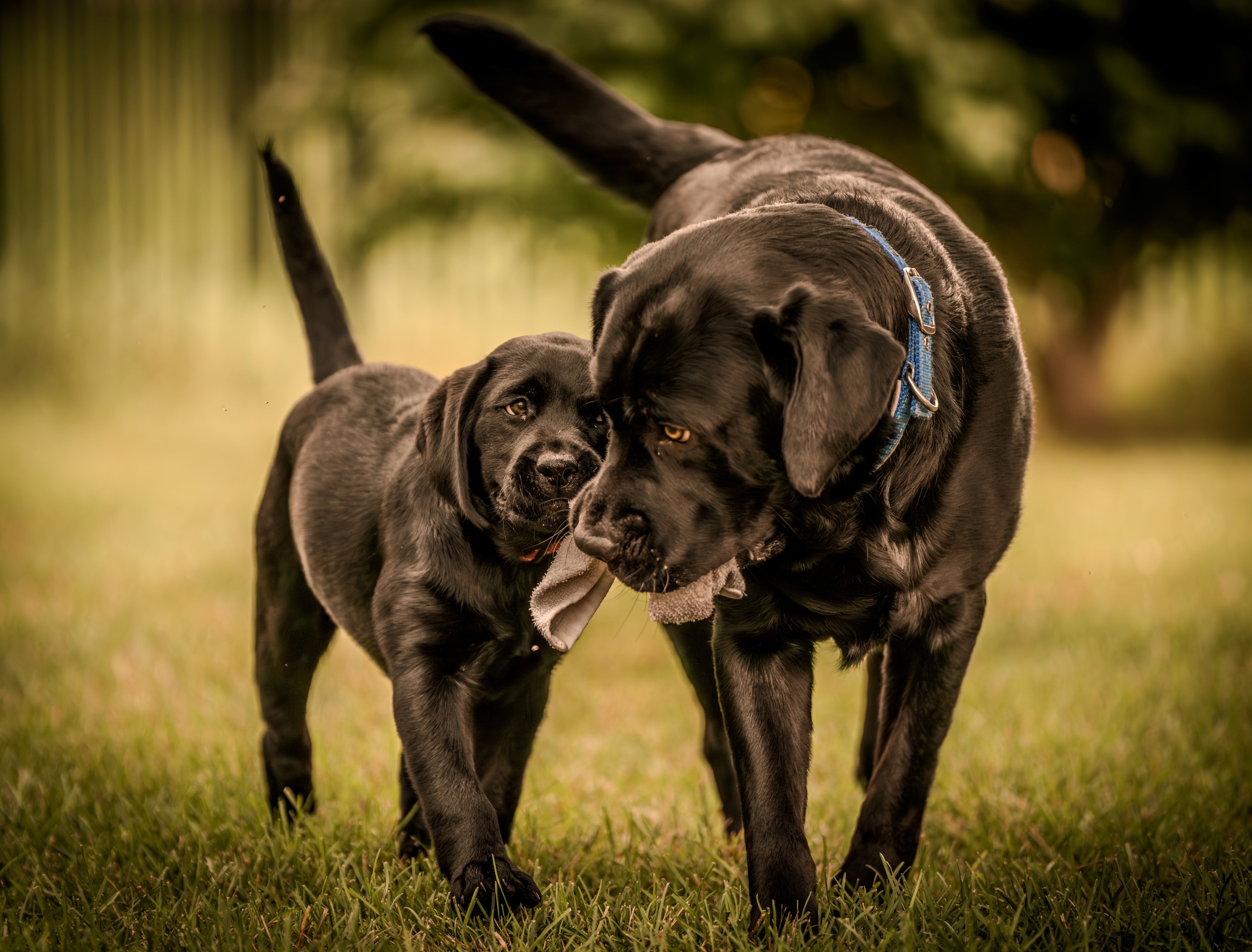 Puppy portrait warm light