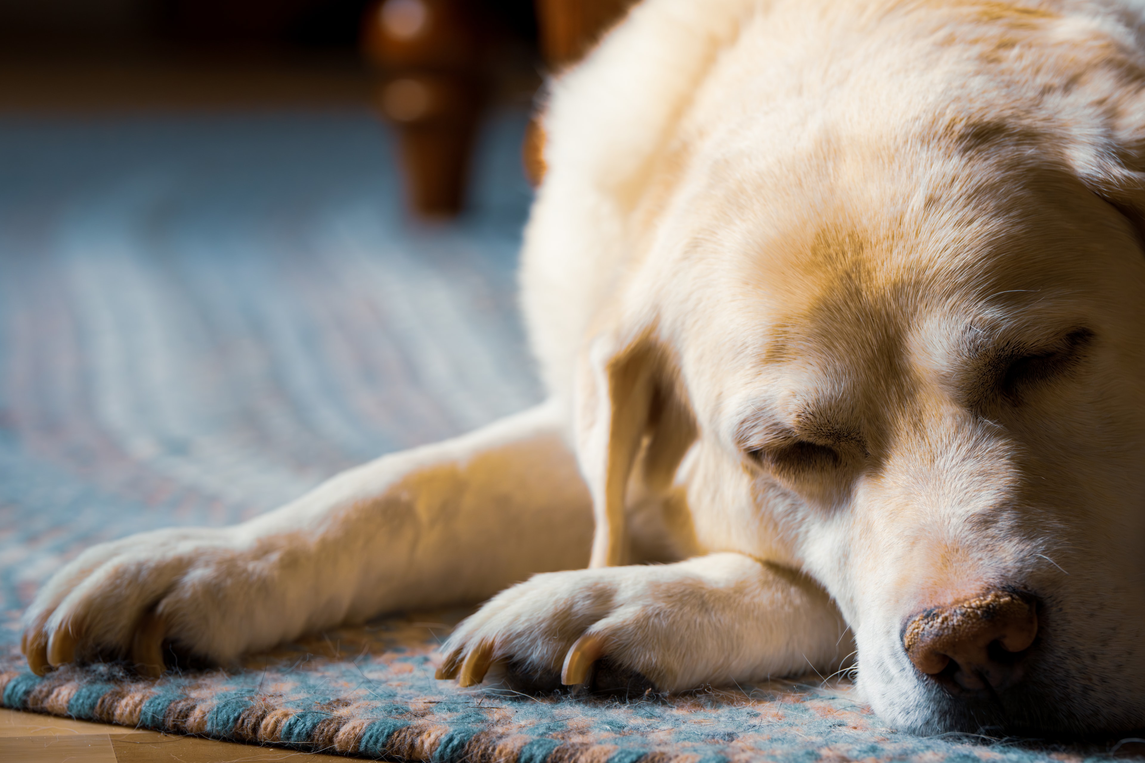 Dog portrait fine art