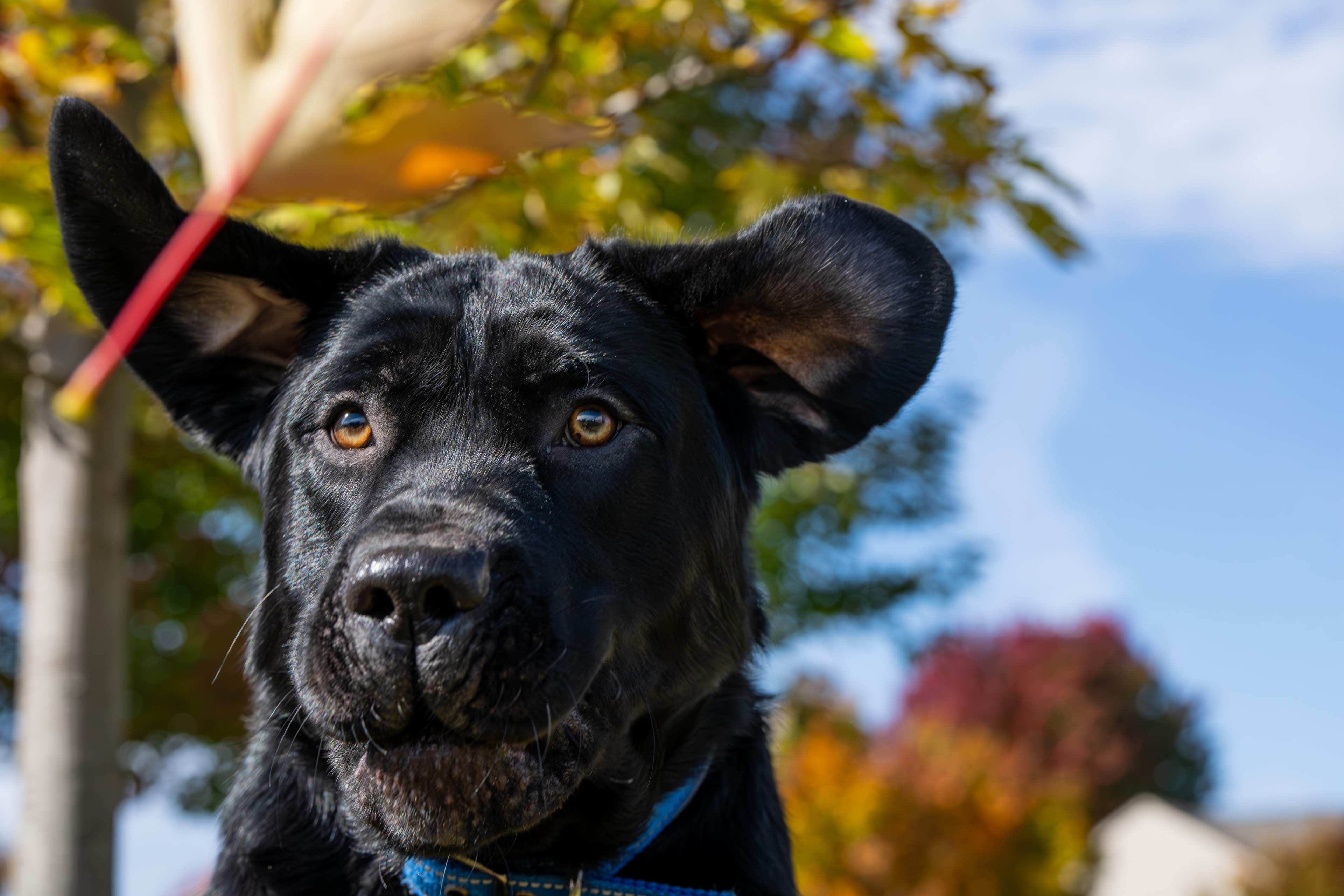 Dog in Michigan park autumn