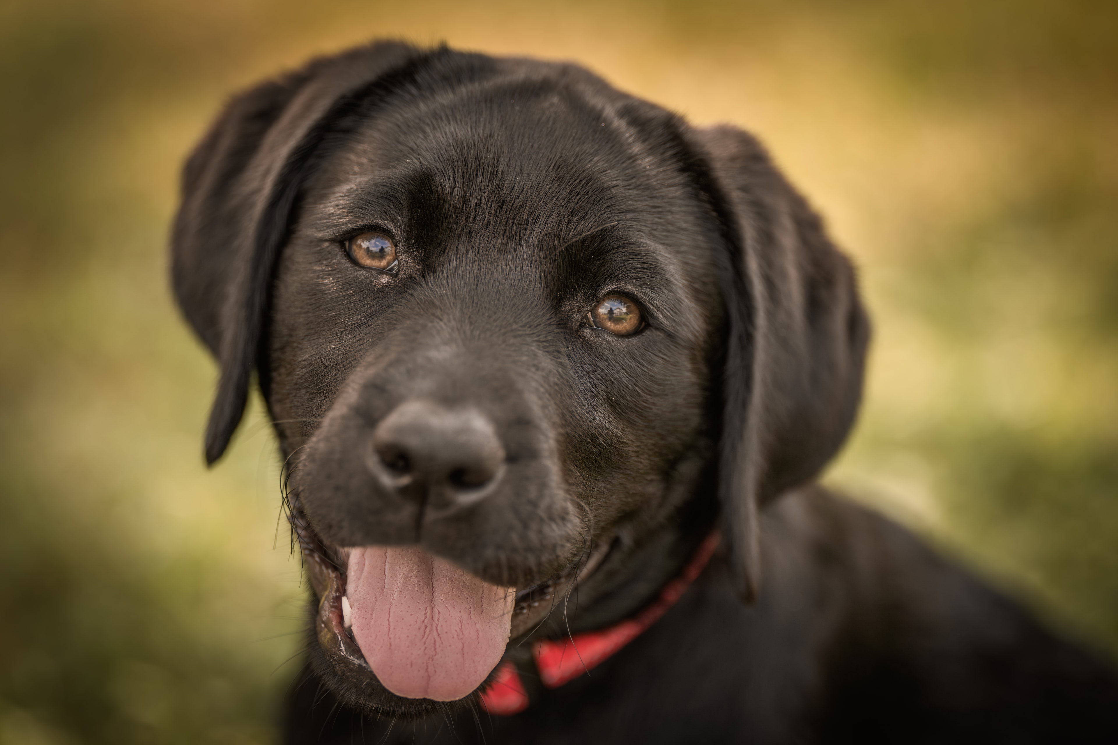Small dog puppy studio portrait