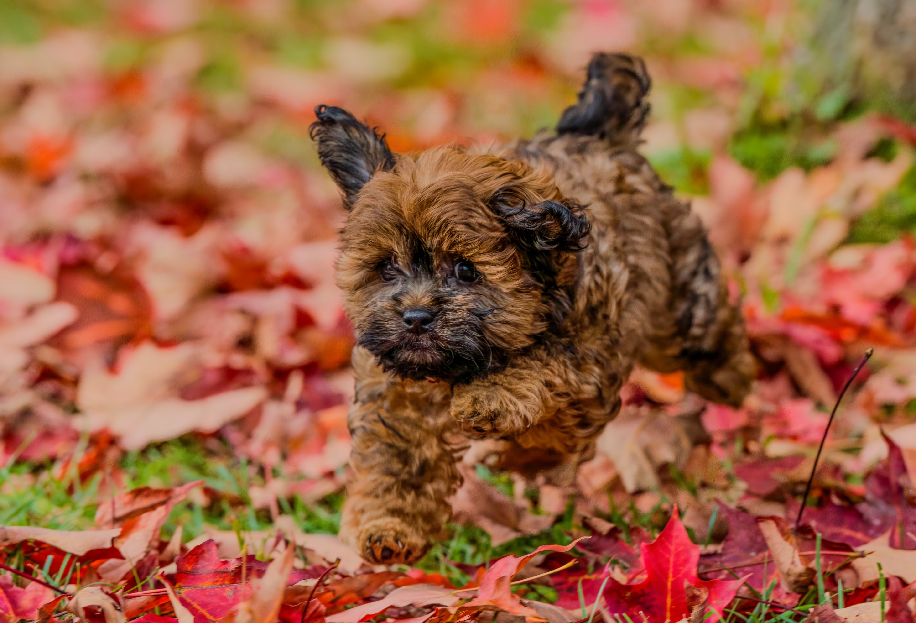 Dog and owner in autumn park